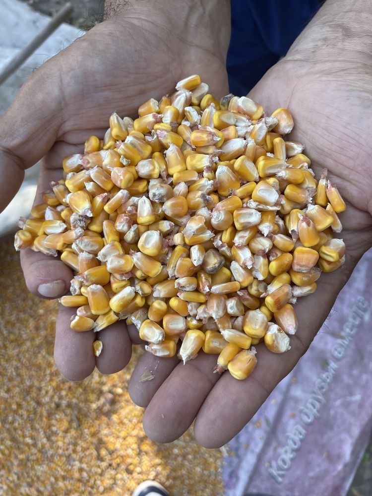 Кормовая кукуруза в Алматы