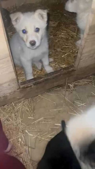 Щенки ищут любящих хозяев, с дальнейшим прослеживанием