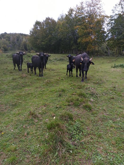 Bivolițe cu viței de două săptămâni