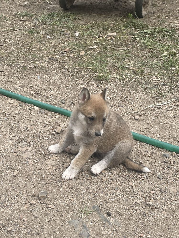 Щенки лайки чистокровные