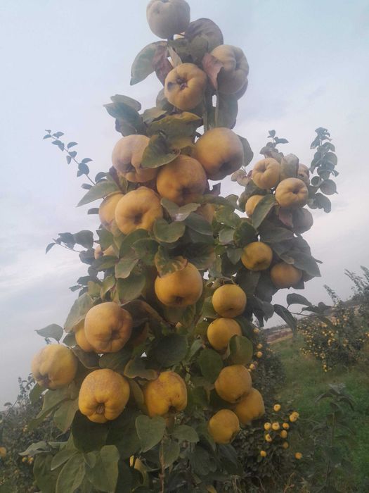 Бахорги экиш учун барча турдаги мевали ва манзарали кучатлар.