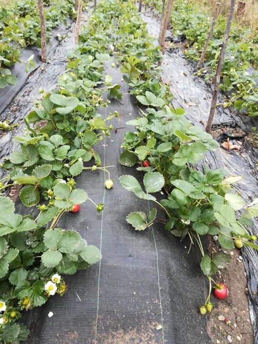 FOLIE AGROTEXTIL 0.83x100m=225lei; Garantie/Declaratie Conformitate;UV