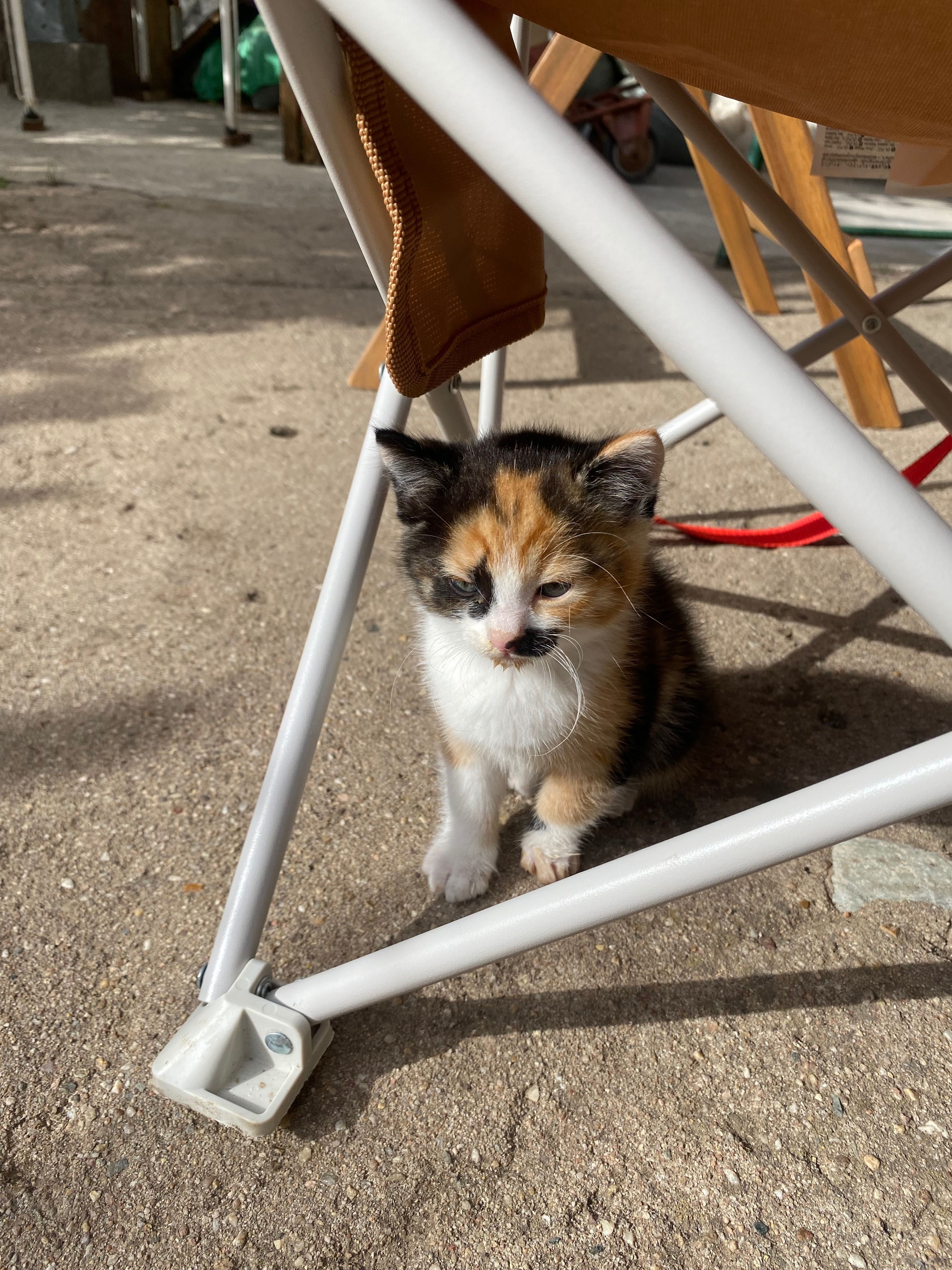 Бебенца котета на един месец момичета