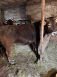 Juninca Bruna de Maramures gestanta