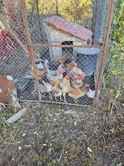 Gaini si cocosi rasa mixta sau/si oua