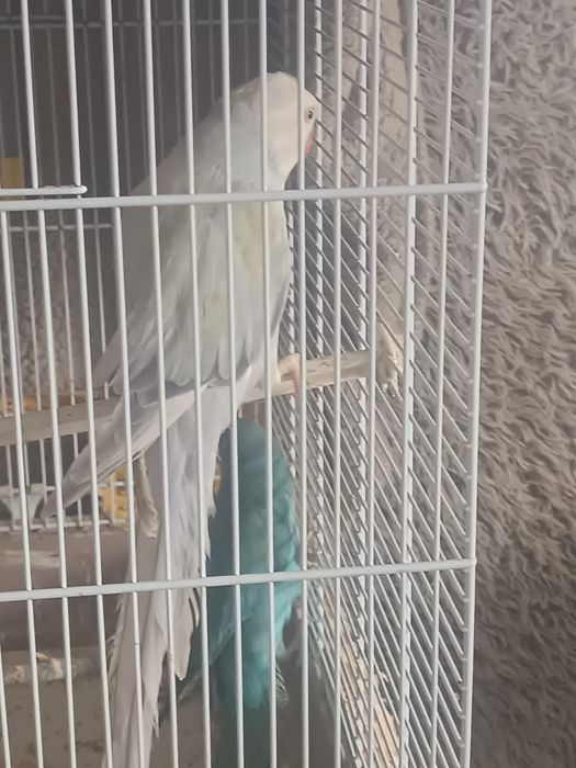 Продавам женски малък александр