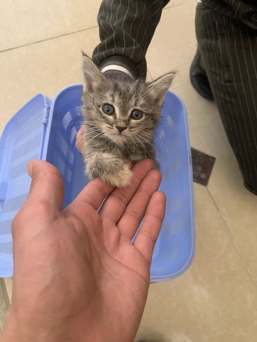 Отдам котят бесплатно Мушук боласини бепул бераман