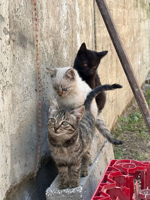 Отдам котят в хорошие руки