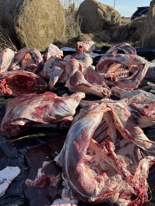 Говядина тушами мясо