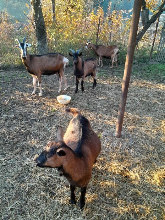 Capre rasă Alpină franceză de vânzare