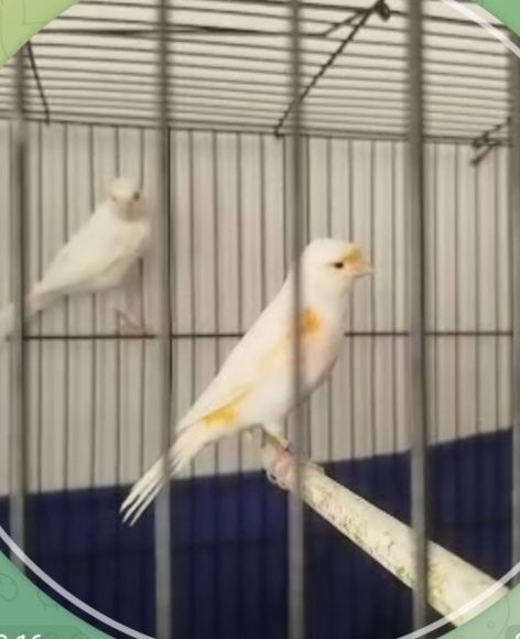 Kanarekalar sotiladi