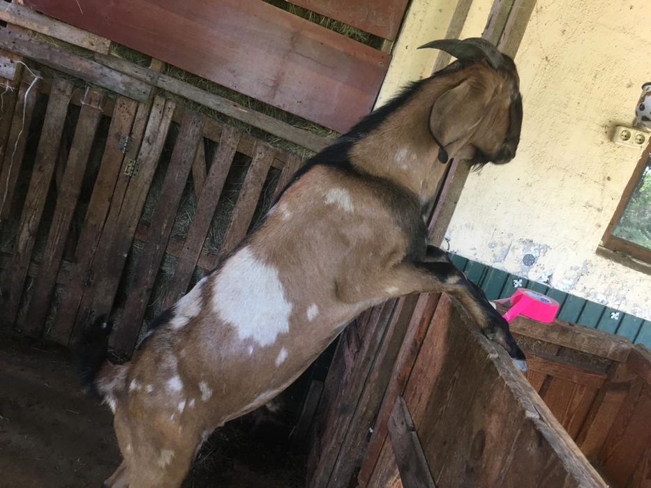 Продается Козёл