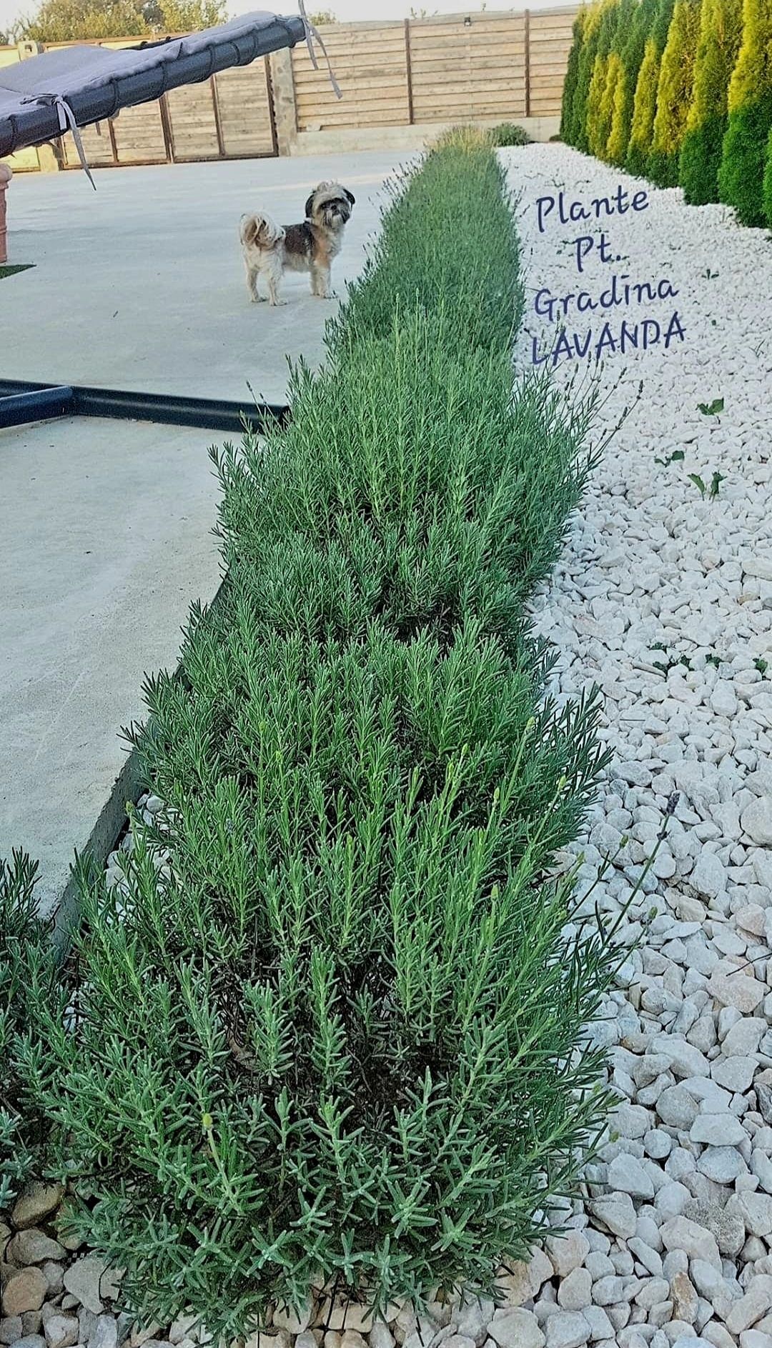 Butasi Lavanda Plante