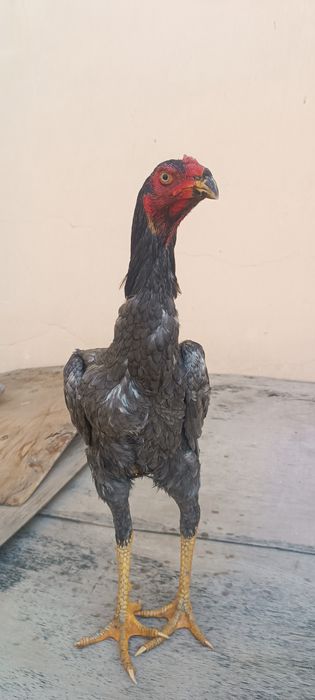 Кул жужалар сотилади