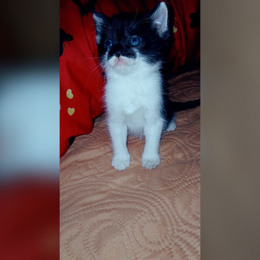 Donam 3 pisicute foarte drăgălașe și jucause