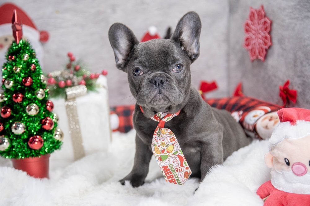 bulldog francez blue fetiță