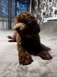 Poodle toy crescut in familie