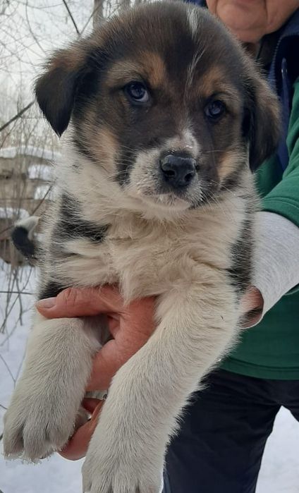 Отдам в добрые руки