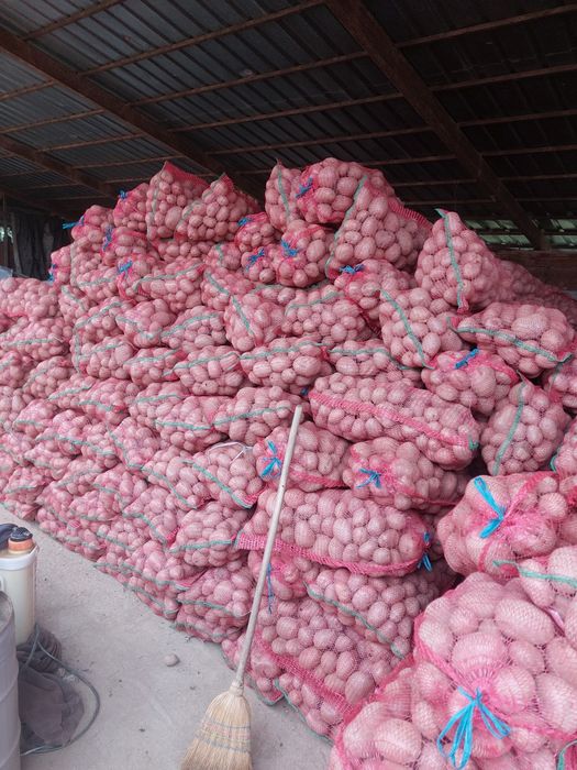 Cartofi de mâncare cu miez galben