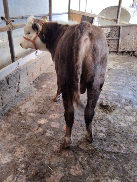 Assalom alekum 2 ta grefort buqalar sotiladi