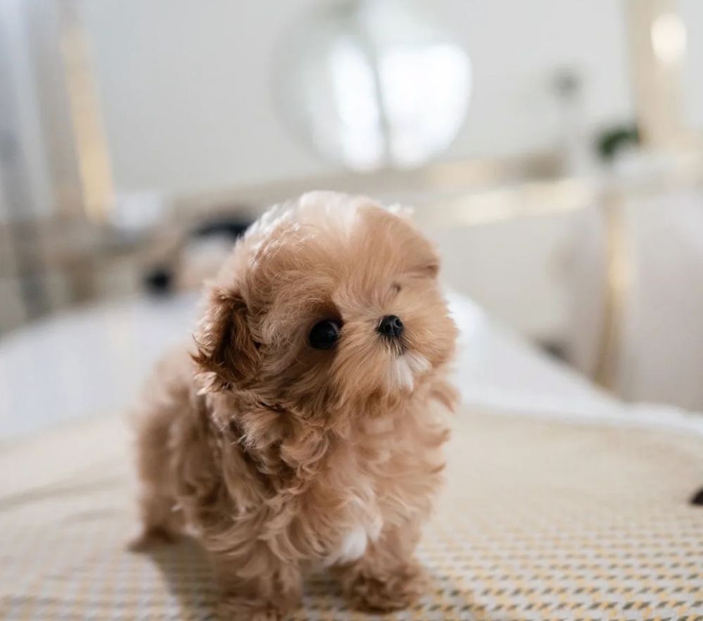 Maltipoo cu pedigree, disponibili!