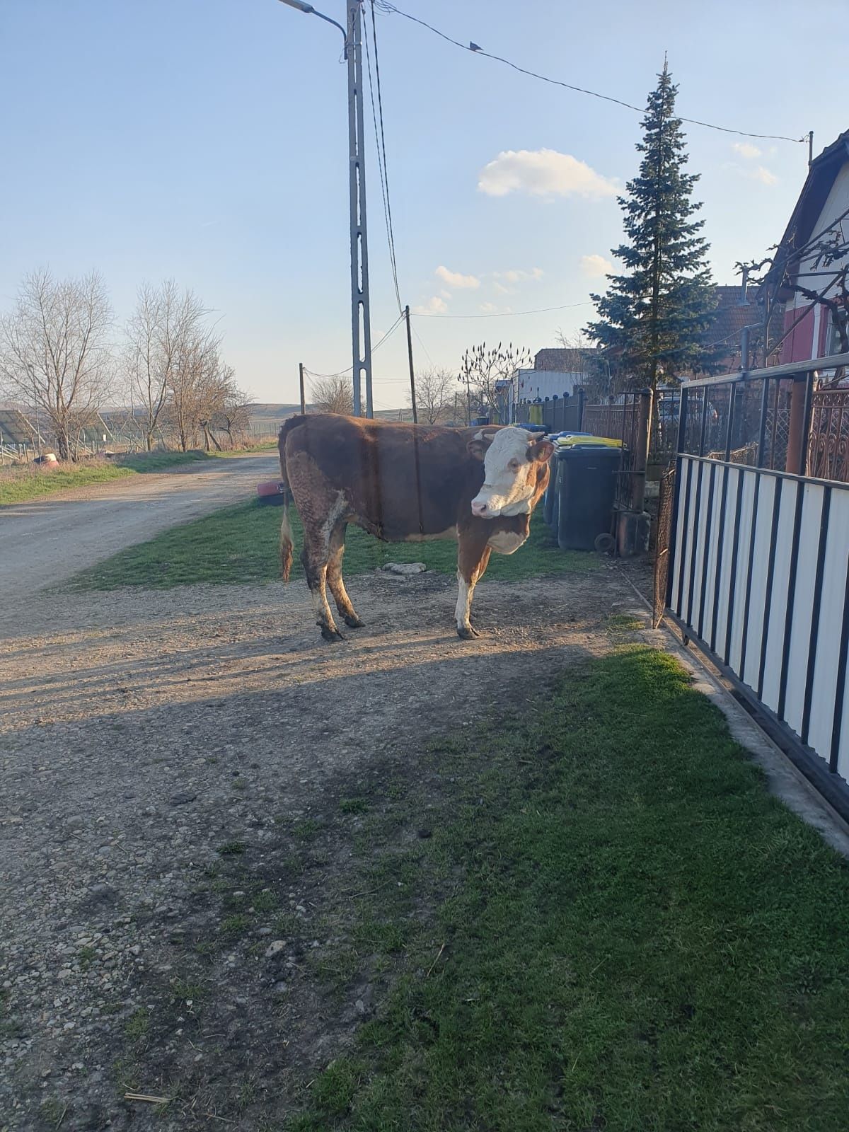 Vând Juninca Gestanta