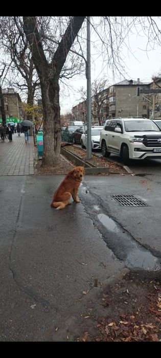 Нашлась  собака помогите