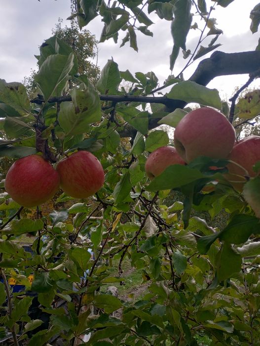 Mere Idared și Florina pentru consum, 2025