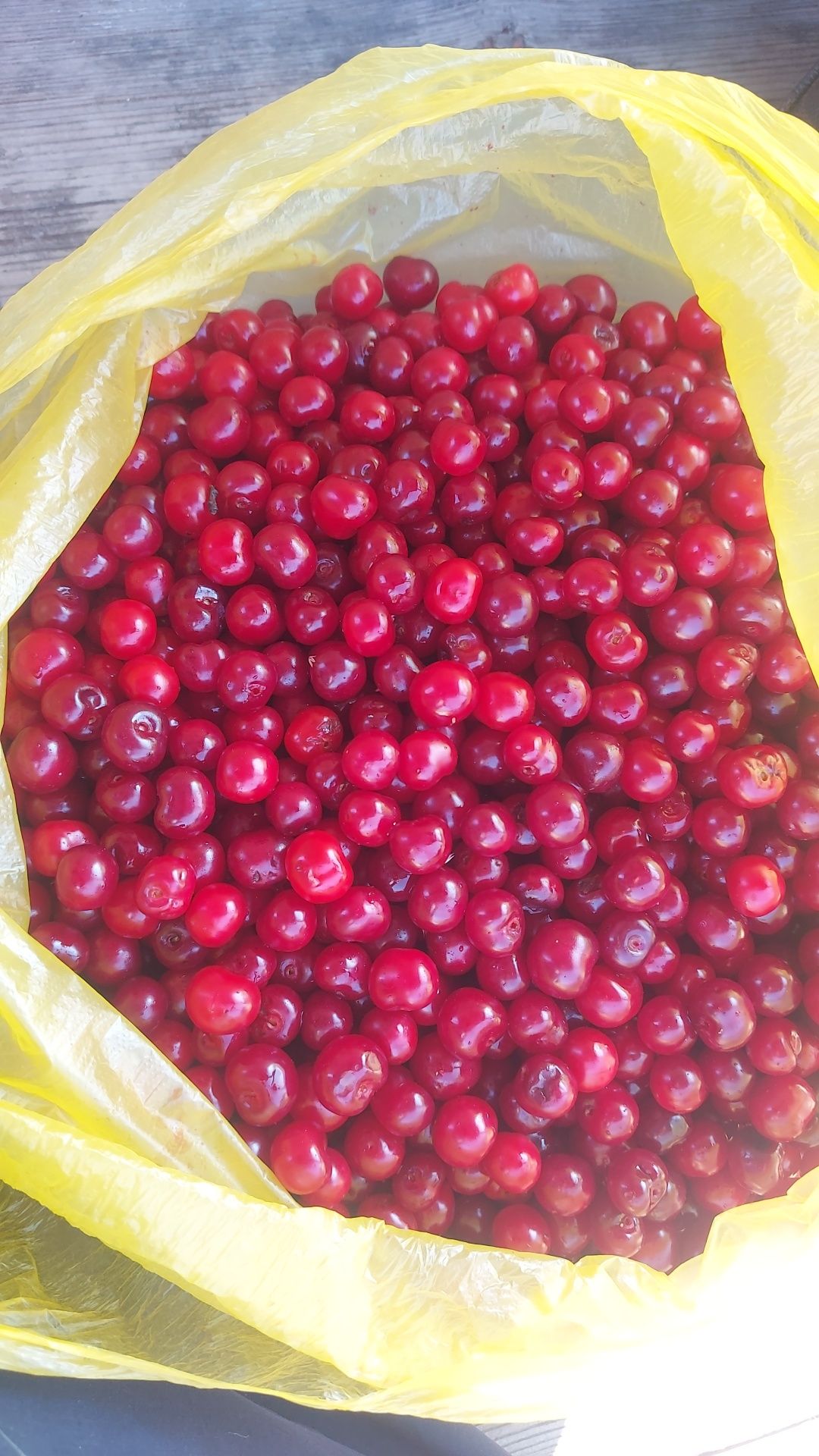Продам вишню      .