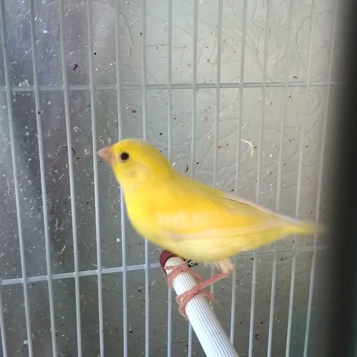 Canari Malinois Pereche
