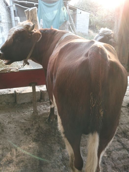 Buqa sotiladi.Narxi.23 mln soʻm yana kelishiladi.