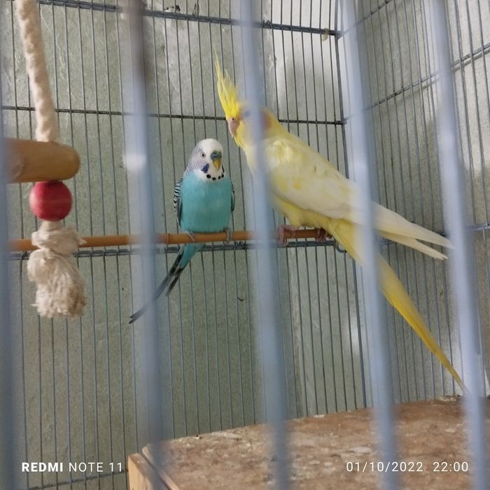 Вълнист папагал на 3 години