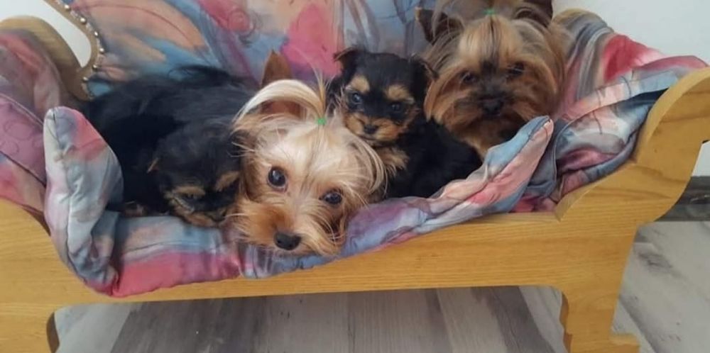 Yorkshire Terrier