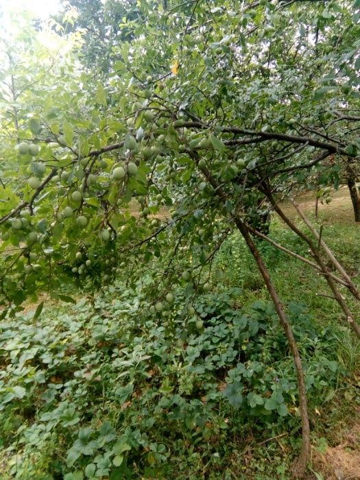 livada de pruni cu constructie in salaj