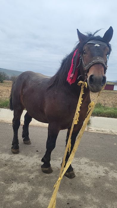Vând armăsarl de 3 ani și 2 luni