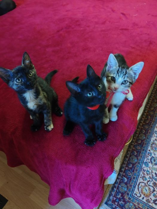 Donez responsabil 4 pui de pisica