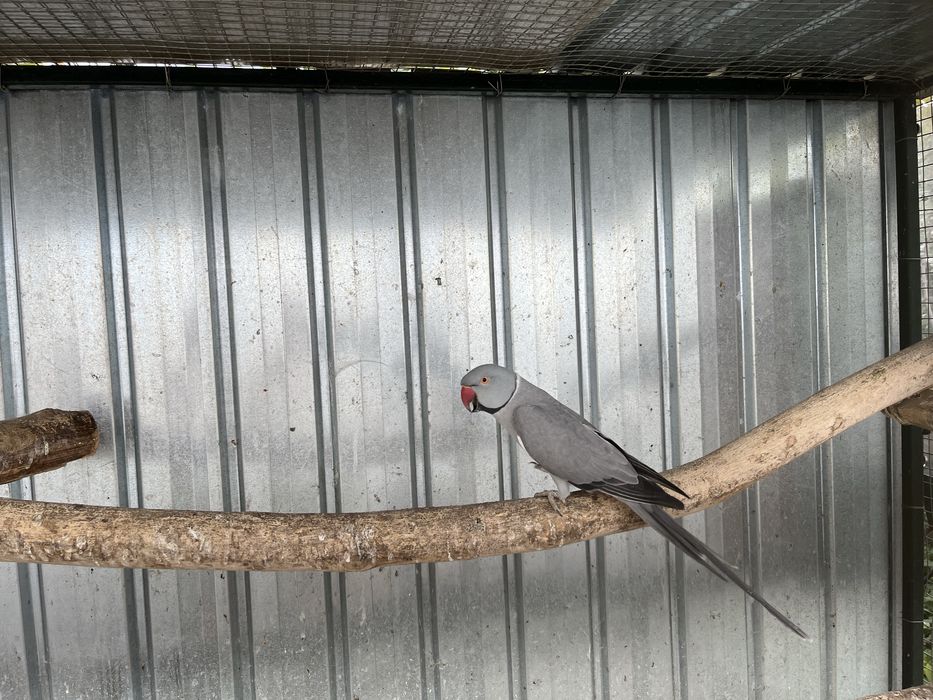 Papagal Alexandru mic