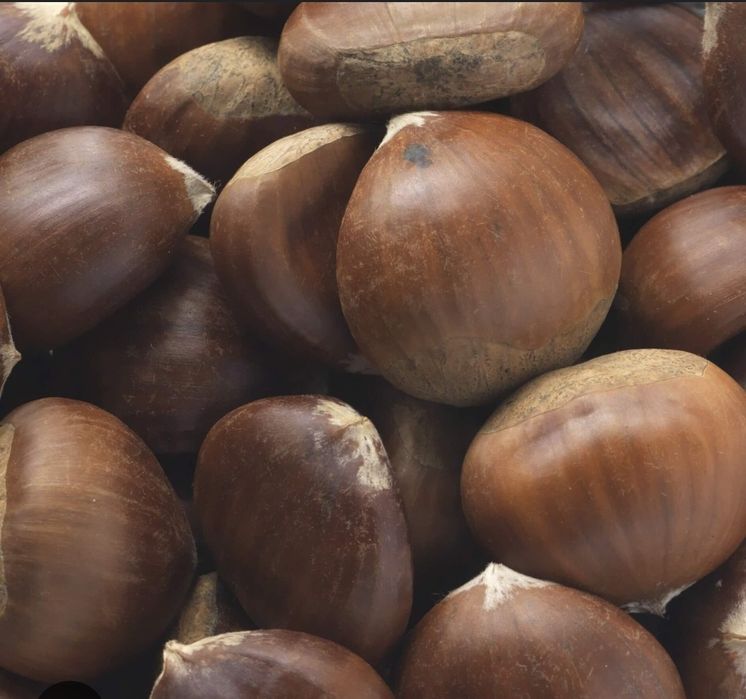 Огород/сад/каштаны