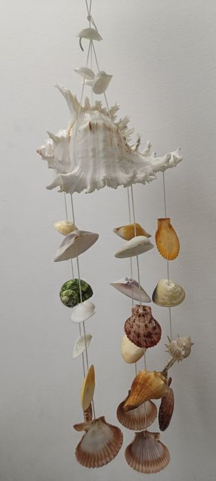 "Carusel" de scoici naturale  super frumoase