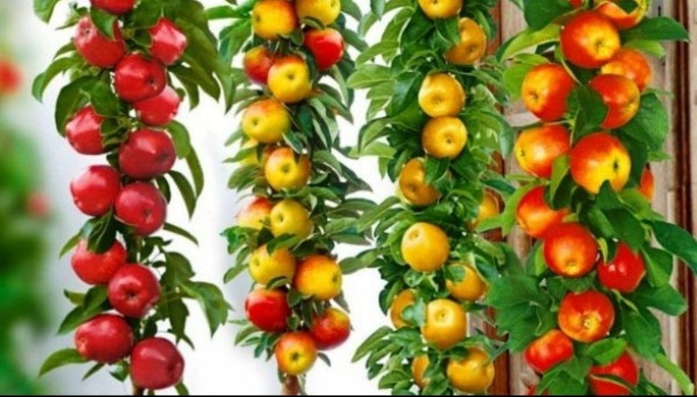 Pomi Fructiferi Columnari