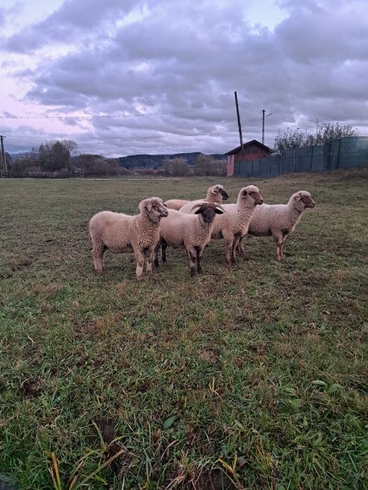 3 berbecuți de vânzare
