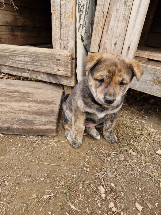 Щенок полтара месяца