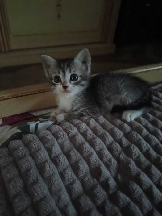 Отдам в добрые руки