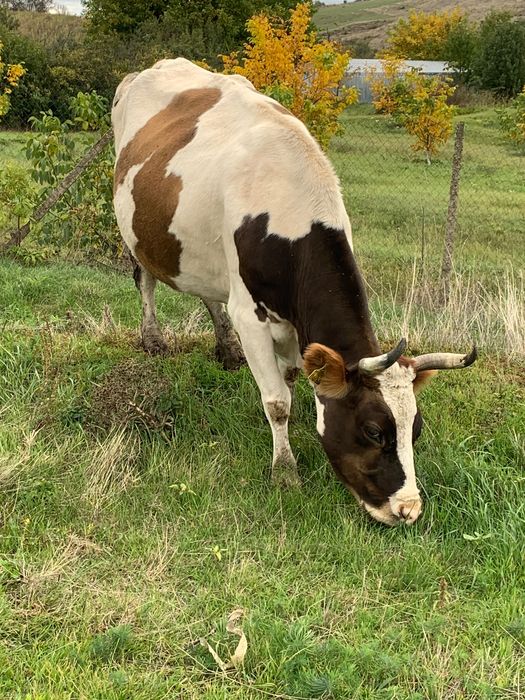 Vând vacă o junincă și viței
