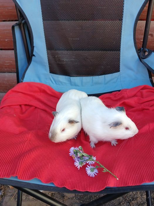 Pui de porcușori de Guineea