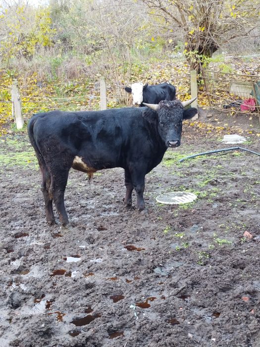 Мъжко теле на 1г.и 4 месеца