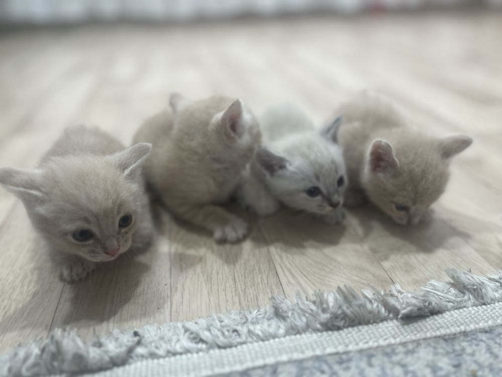 Котята в добрые руки