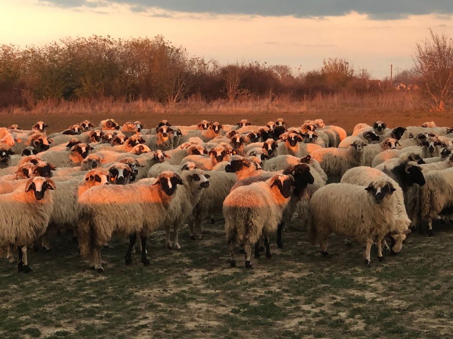 Vând oi țurcane
