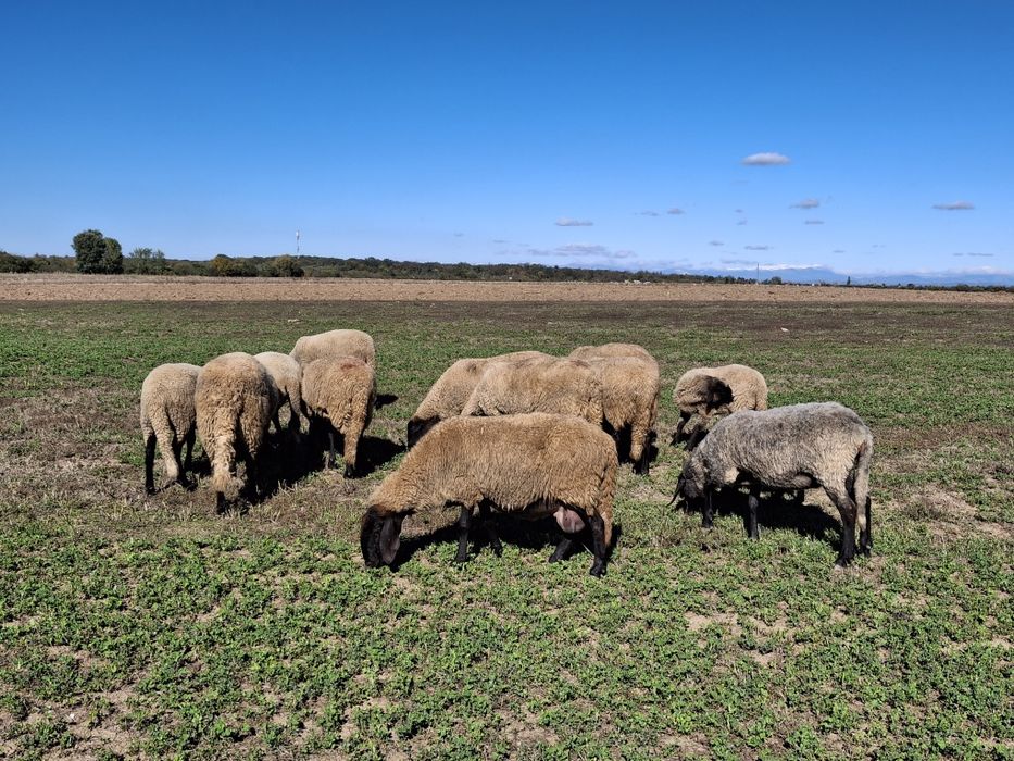 Oi din rasa carabas!