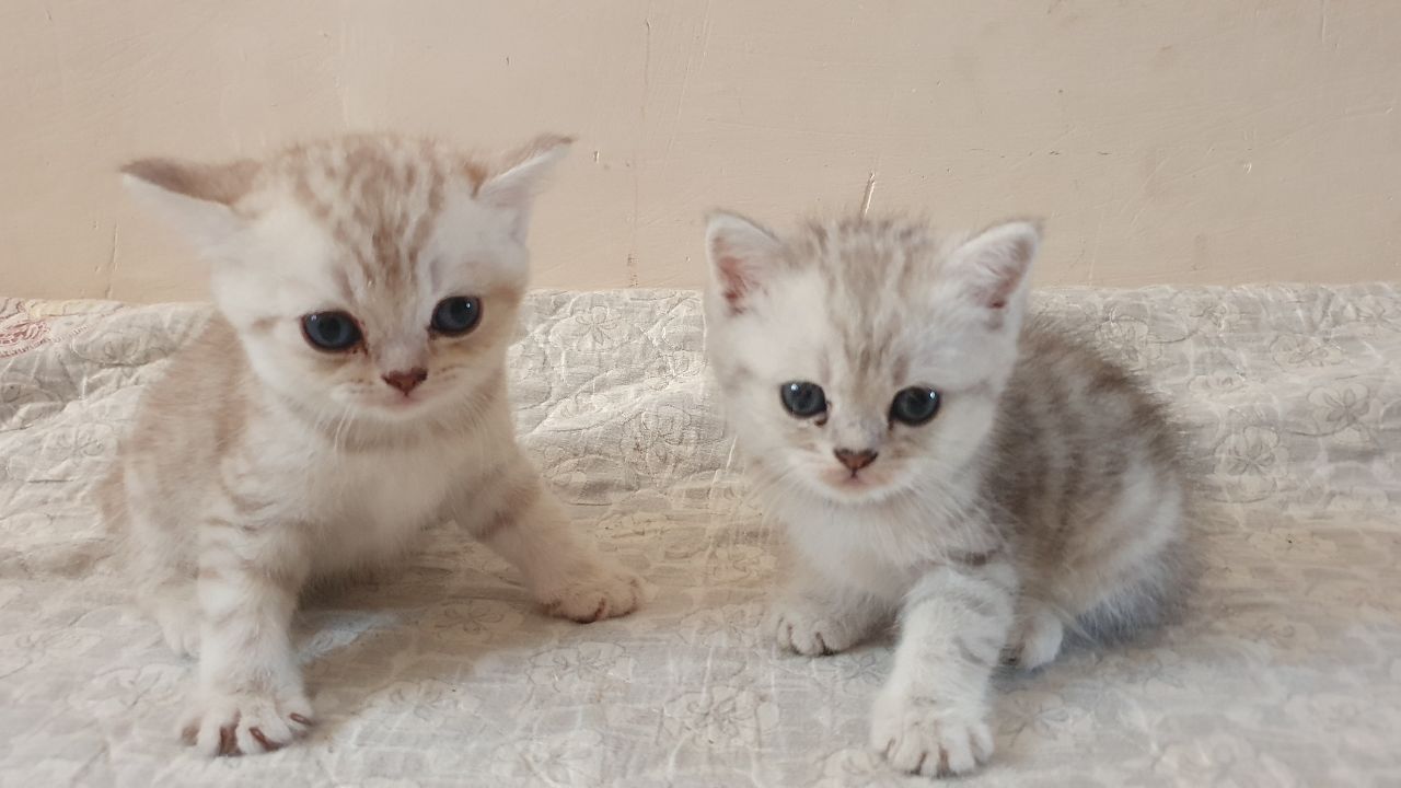 Элитные шотландские котята шиншилла